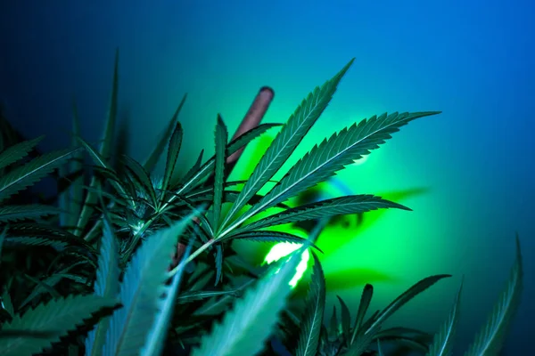 Topfpflanze Marihuana Die Auf Der Cannabis Farm Wächst — Stockfoto