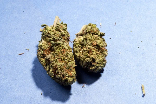 Marihuana Knoppen Achtergrond Close — Stockfoto