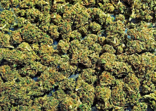 Marihuana Cannabis Shake Hierba Seca Rota —  Fotos de Stock