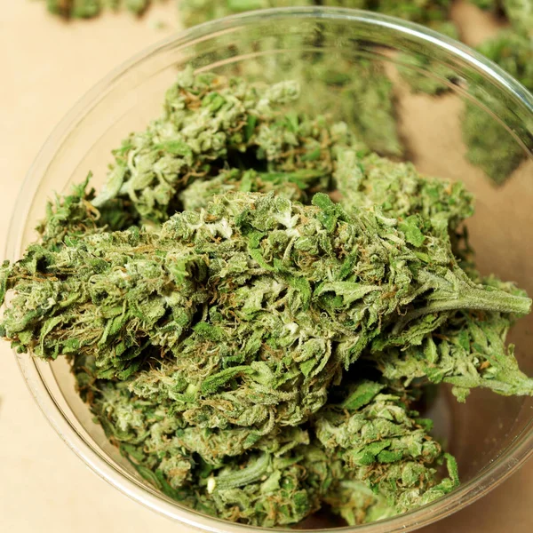 Marihuana Und Cannabis Shake Getrocknetes Unkraut Aufgebrochen — Stockfoto