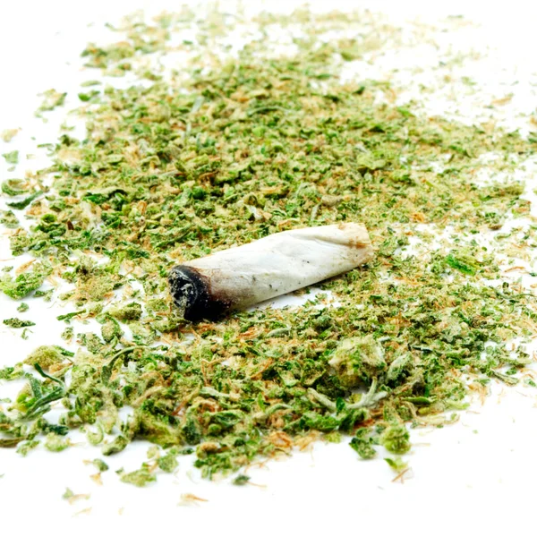 Marihuana Cannabis Tiemblan Sobre Fondo Blanco Panorama — Foto de Stock