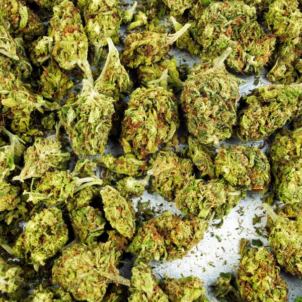 Marijuana Cannabis Sfondo Bianco — Foto Stock