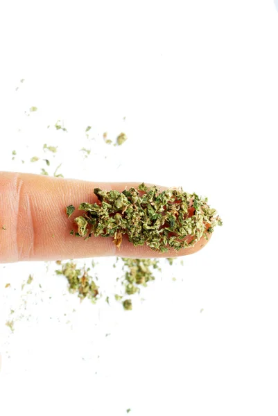 Cannabis Plant Finger White Background — Stock Photo, Image