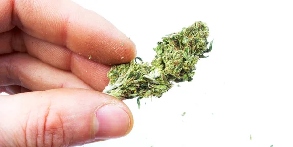 Marihuanapflanze Der Hand — Stockfoto