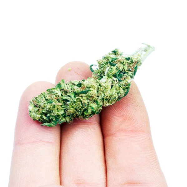 Marijuana Plant Bud Hand — Stock Photo, Image