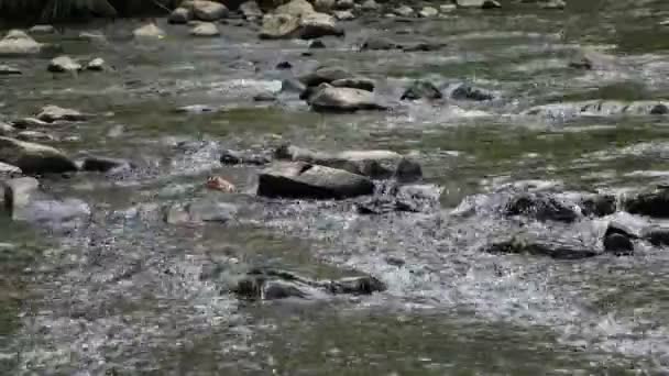 Água Movendo Rapidamente Sobre Rochas Com Reflexão Rio Córrego — Vídeo de Stock