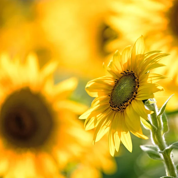 Beaux Tournesols Arrière Plan Été — Photo