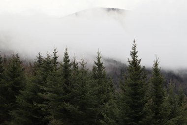 Büyük Smoky Dağları, Rolling Hills ve Yeşil Ağaçlar