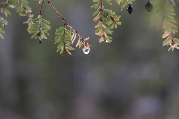 Detalhe Evergreen Pine Tree Spruce Primavera — Fotografia de Stock