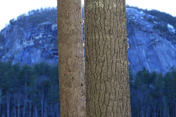 Dos Árboles Sobre Fondo Naturaleza —  Fotos de Stock