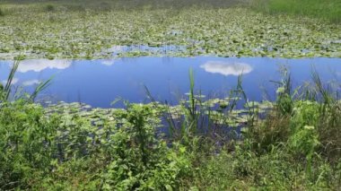 Su ve Yeşil Çimen Rüzgarlı Bataklıkta Hızla Hareket Ediyor
