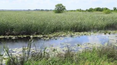 Su ve Yeşil Çimen Rüzgarlı Bataklıkta Hızla Hareket Ediyor