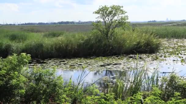 Sonniger Tag Einem Ruhigen Fluss Sommer — Stockvideo