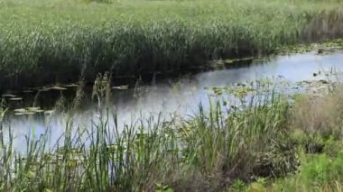 Yazın sakin bir nehirde güneşli bir gün