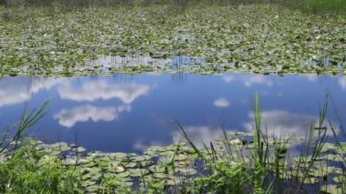 Yazın sakin bir nehirde güneşli bir gün