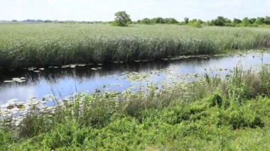 Yazın sakin bir nehirde güneşli bir gün