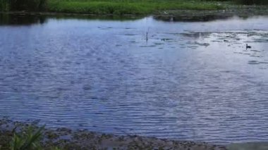 Yazın sakin bir nehirde güneşli bir gün