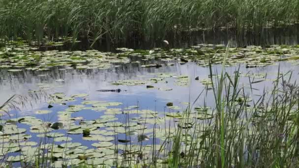 Zonnige Dag Een Rustige Rivier Zomer — Stockvideo