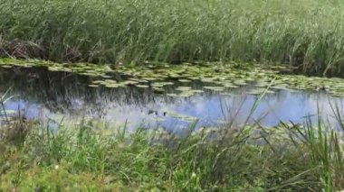 Yazın sakin bir nehirde güneşli bir gün