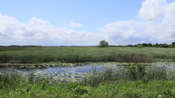 Slunečný Den Klidné Řece Létě — Stock video