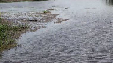 Yazın sakin bir nehirde güneşli bir gün