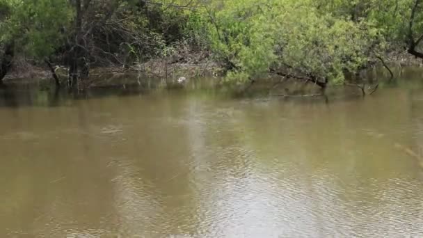 夏の穏やかな川での晴れた日 — ストック動画