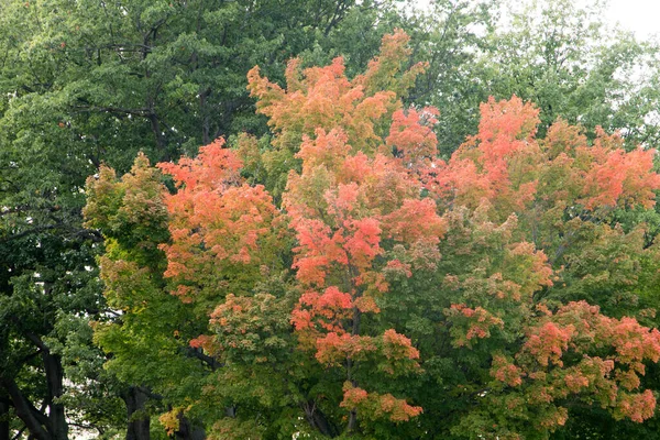 Осенние Деревья Парке Заднем Плане — стоковое фото