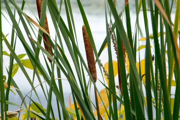 Plantas Verdes Lago Fundo — Fotografia de Stock