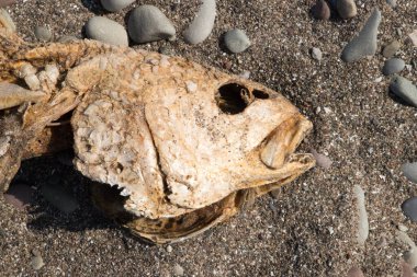 Sahilde ölü balık. 