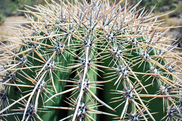 Kaktus Poušti Arizona Západní Scéna Spojených Států — Stock fotografie