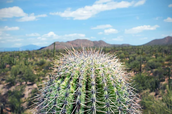 Kaktus Der Wüste Von Arizona Western Szene Der Vereinigten Staaten — Stockfoto