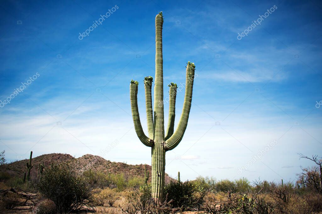 Cactus in the Arizona Desert, United States Western Scene 