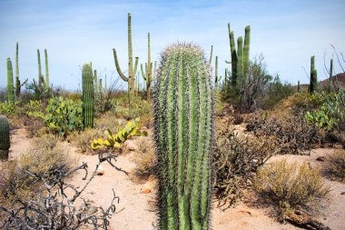 Arizona Çölünde Kaktüs, Birleşik Devletler Batı Sahnesi 