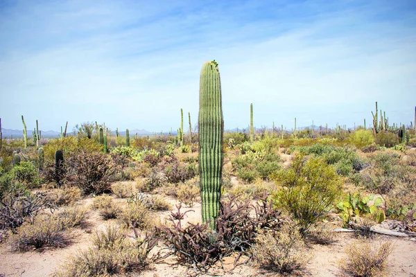 Arizona Çölünde Kaktüs Birleşik Devletler Batı Sahnesi — Stok fotoğraf