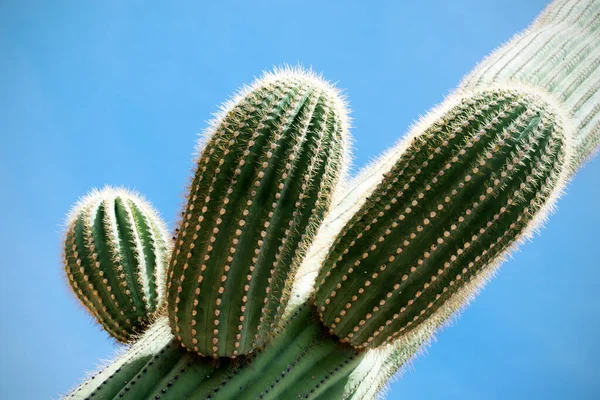 Cactus Arizona Desert Verenigde Staten — Stockfoto