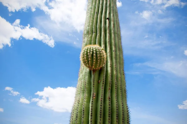Cactus Arizona Desert United States Western Scene — Stock Photo, Image