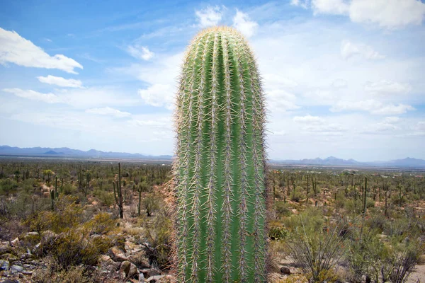 Kaktus Poušti Arizona Západní Scéna Spojených Států — Stock fotografie