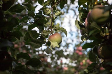 Ağaç zemininde yeşil elma