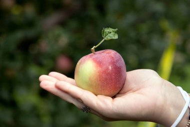 Kırmızı elmayı tutan el.