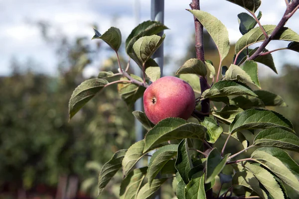 Appels Een Rode Appelboom — Stockfoto