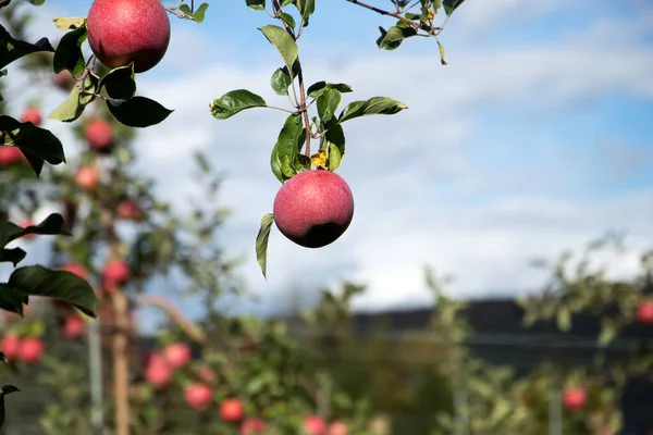 Appelboom Appels Een Boomgaard — Stockfoto