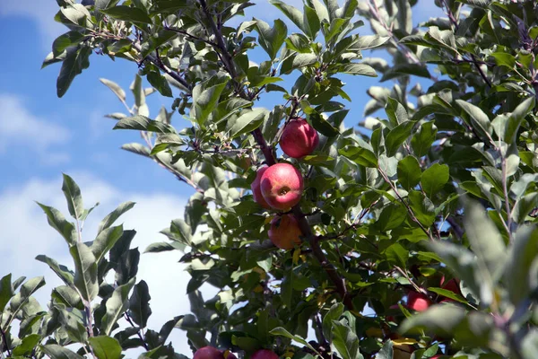 Appelboom Appels Een Boomgaard — Stockfoto