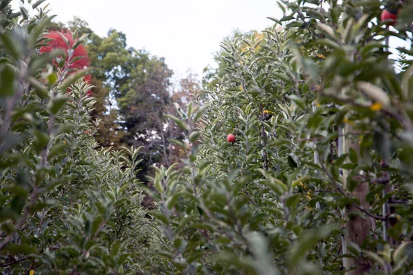 Manzanas Rojas Maduras Árbol — Foto de Stock