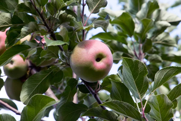 Appels Plukken Appelboom Herfst — Stockfoto