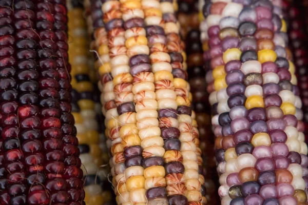 Barevné Kukuřice Pozadí Zavřít — Stock fotografie