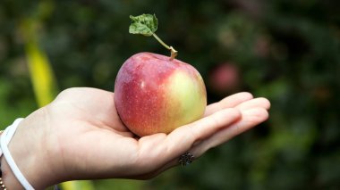 Kırmızı elmayı tutan el.