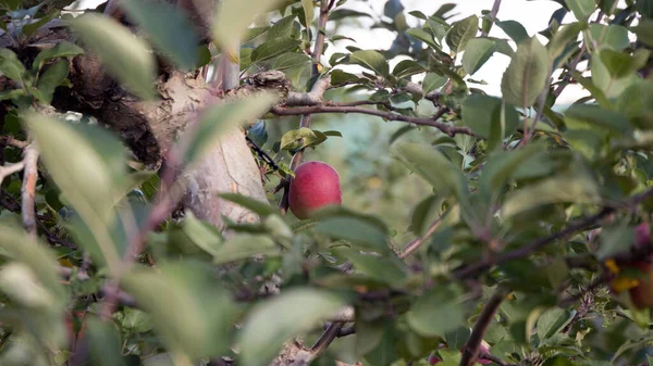 Яблочный Пикник Яблоки Деревьях Саду — стоковое фото