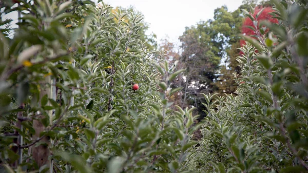 Recogida Manzanas Manzanas Los Árboles Huerto — Foto de Stock