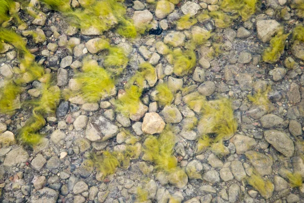 Plantas Verdes Água Fundo Natureza — Fotografia de Stock