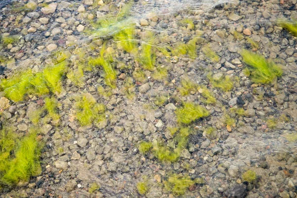 Plantas Verdes Água Fundo Natureza — Fotografia de Stock